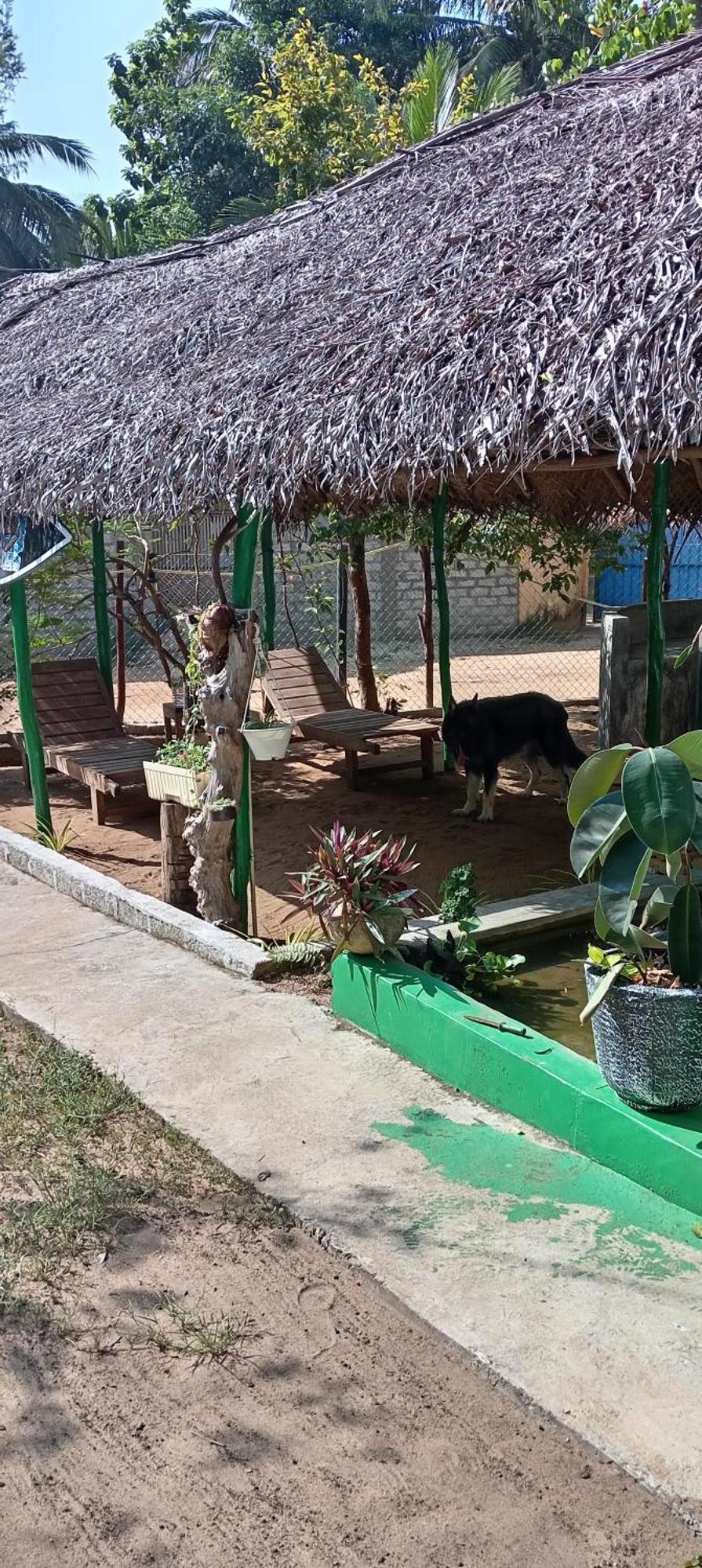 Surfing Lion Hostel Arugam Bay Dış mekan fotoğraf